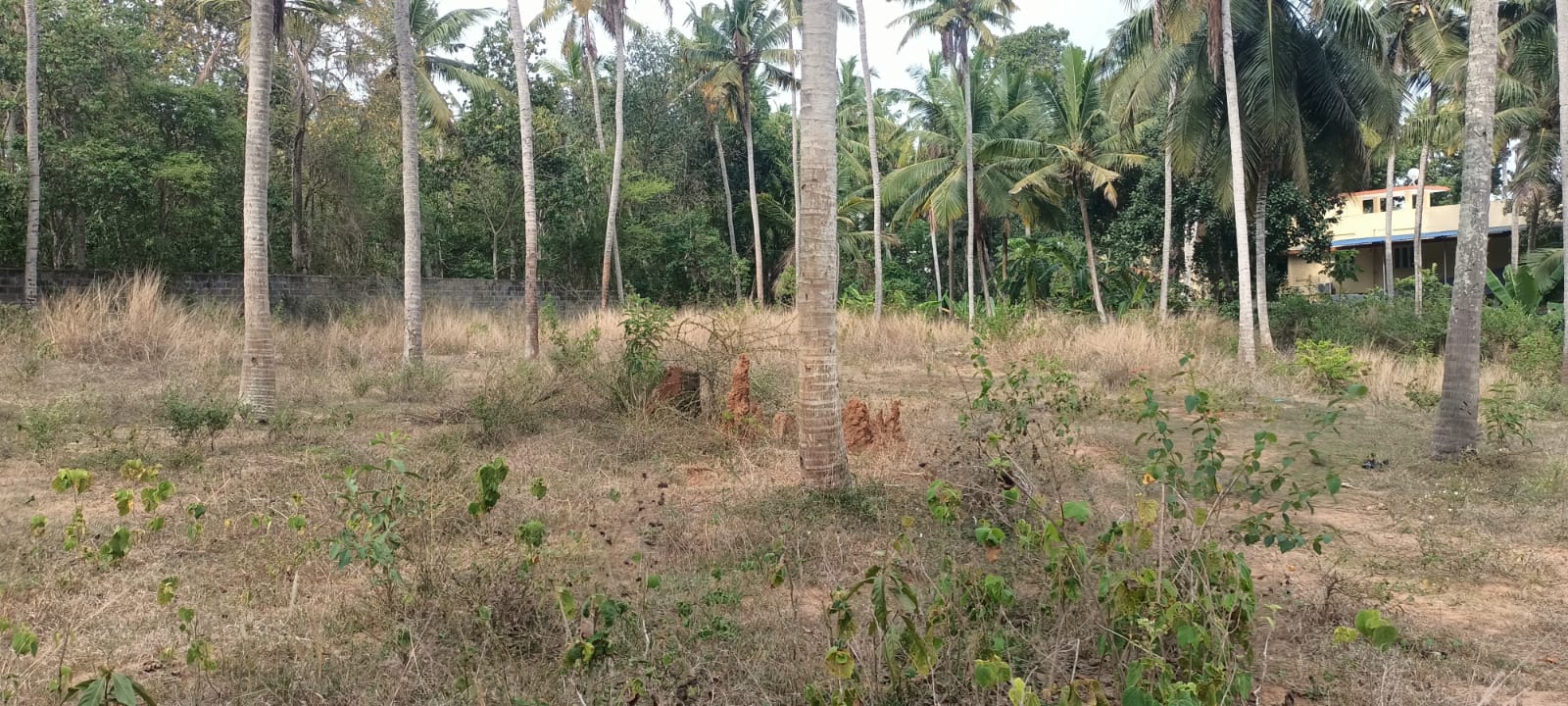 50 Cent Residential Plot For Sale in Amsi