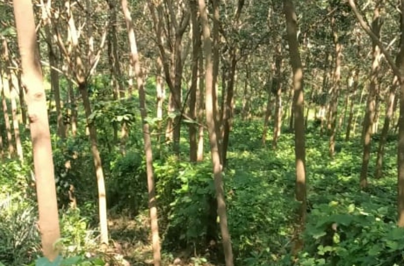5 acres - 50 cent Agriland (Rubber Trees) for sale in Arumanai to Kaliyal Road
