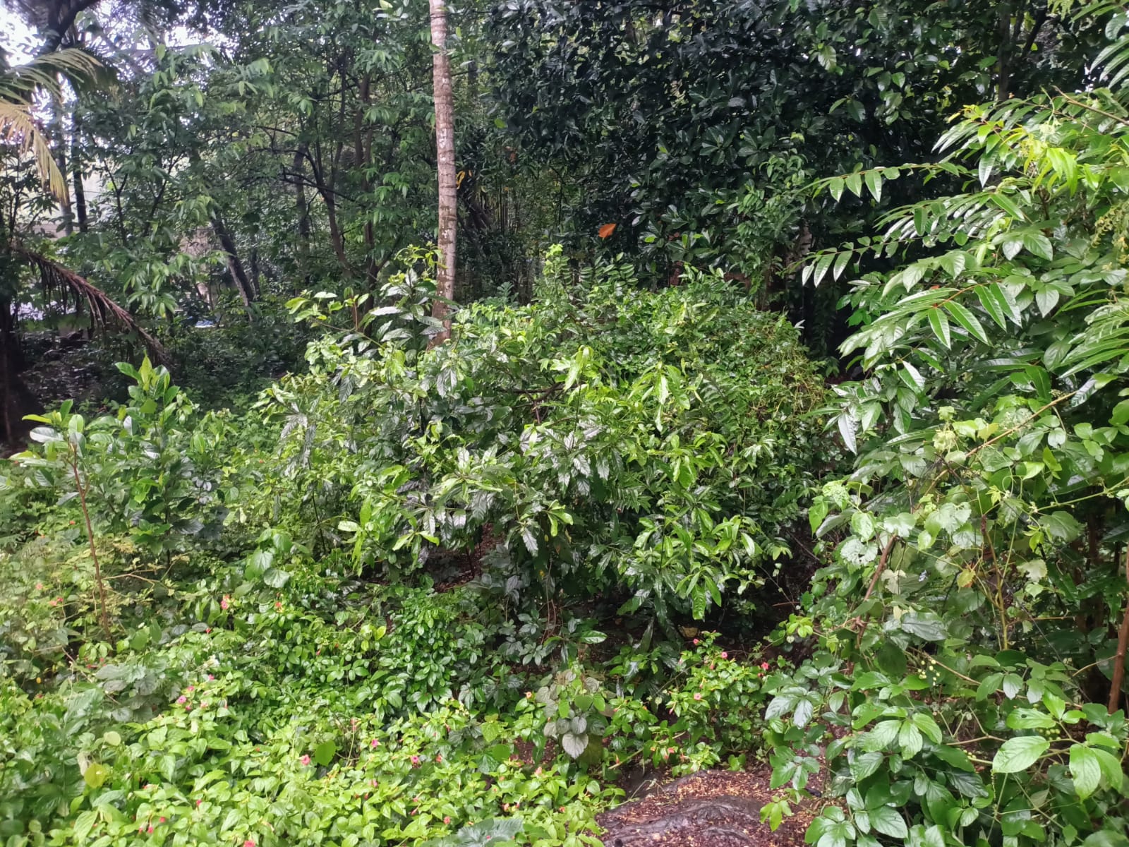 6.50 Cent Residential Plot for sale in  Manakalai