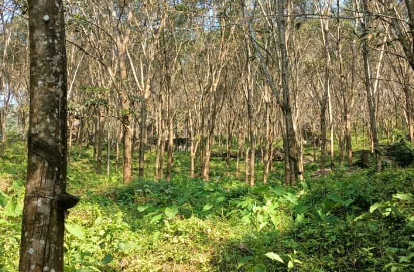 7.5 Acre  of Agriland (Rubber Estate) for sale in near Kadayal to Arukani road