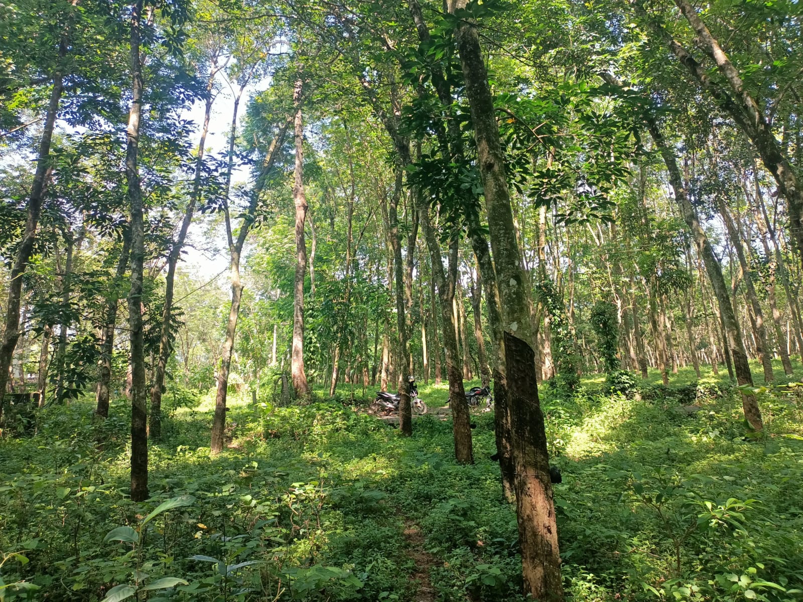 80 Cent Private Forest (Rubber Trees) for sale in Kaliyal