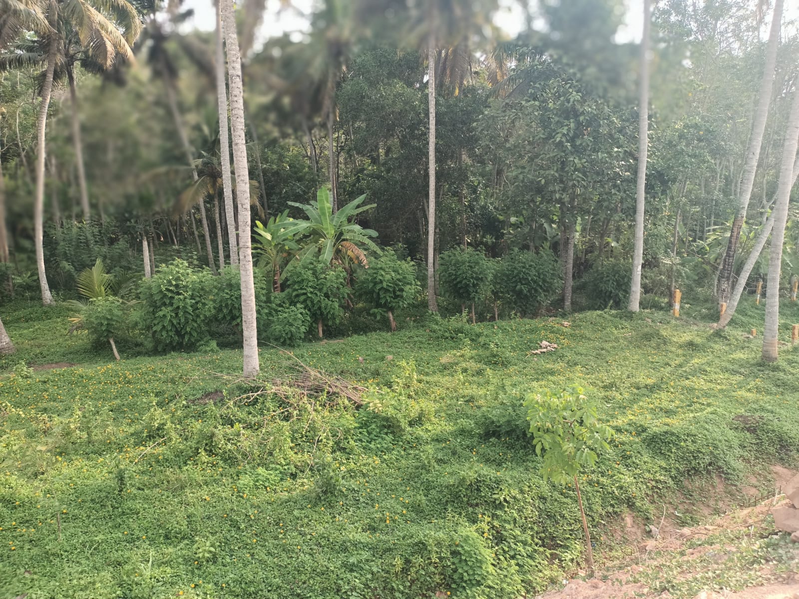 8 Cent Residential plot for sale in Marayapuram (Near 4 Lane Road)