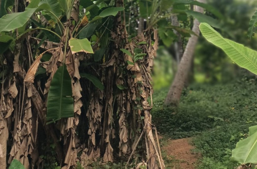 90 Cent Agri (coconut  & Banana Trees)& Residential Plot for sale in  Athencode.