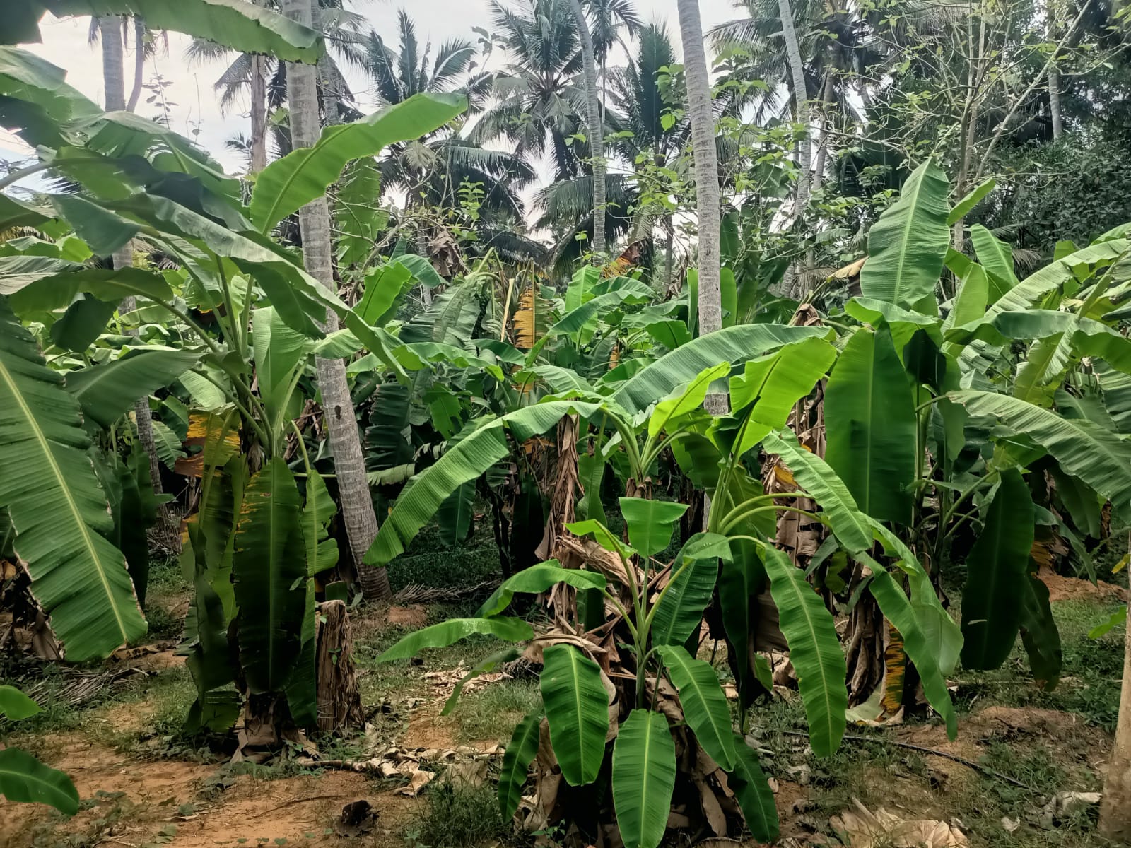 90 Cent  Agri (coconut ,Rubber & Banana Trees)& Residential Plot for sale in Parthivapuram.