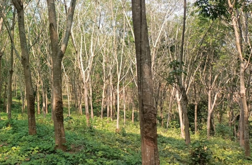 9 acres Agriculture Land for sale in Mukkuttukal