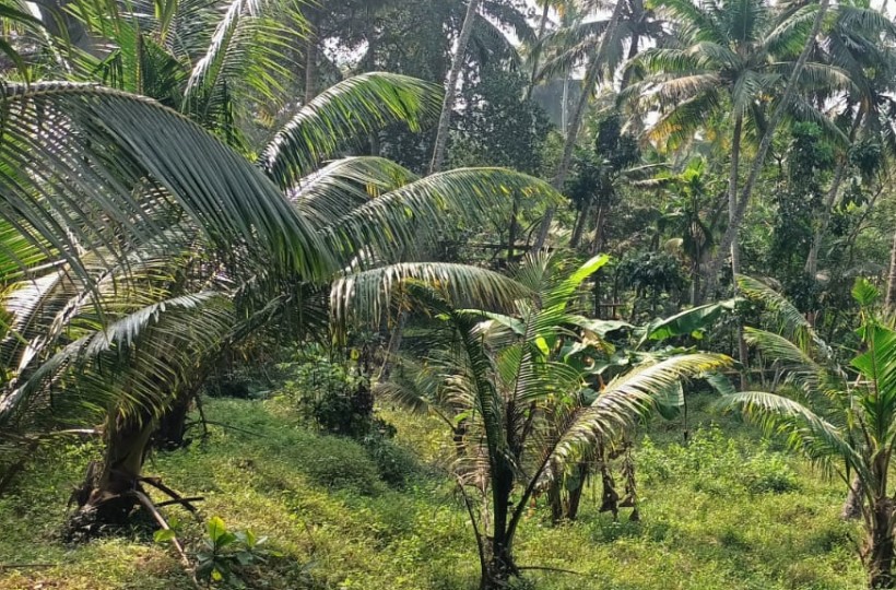 Land for Sale in Anjukannukalungu